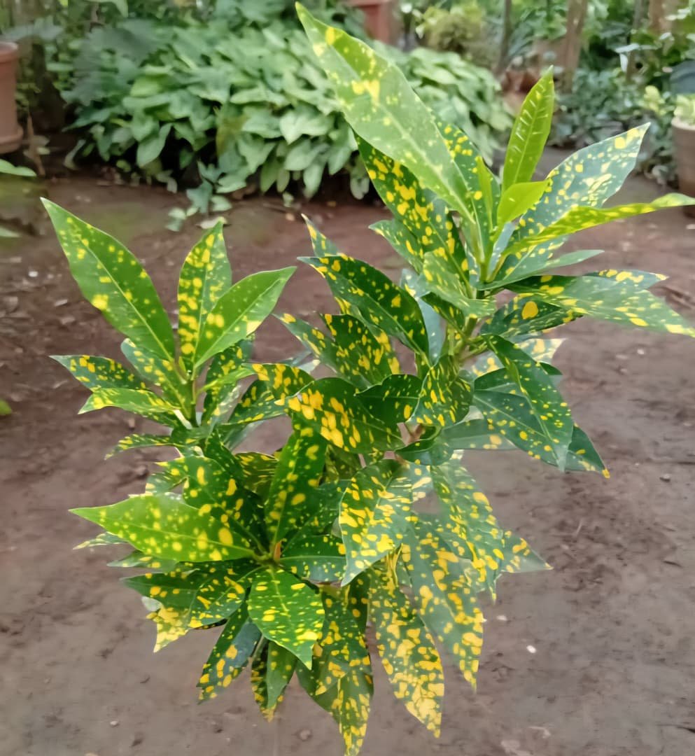 WhatsApp Image 2026-02-02 at 15.39.26 Codiaeum variegatum ou Croton Nonygra 25cm – Image 1