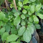 Géranium Aralia Nonygra 1m