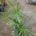 Croton Codiaeum variegatum Nonygra 30cm