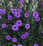 Ruellia Simplex Nonygra 25cm – Image 2
