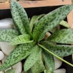 Ledebouria socialis Nonygra 15cm