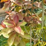 Euphorbia Umbellata Nonygra 60cm