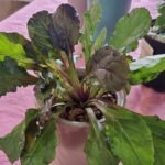 Bugle rampante Nonygra 15cm