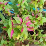 Alternanthera Ficoidea Nonygra 15cm