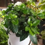 Gardenias Nonygra 17cm – Image 2