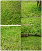 Axonopus Compressus Nonygra square meter – Image 2