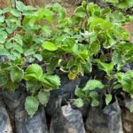 Acalypha Wilkesiana Nonygra 20cm