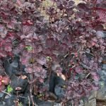 Iresine diffusa f herbstii Nonygra 30cm