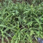 Nephrolepis sordifolia Nonygra 30cm