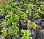 Ludwingia palustris Nonygra 15cm