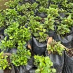 Ludwingia palustris Nonygra 15cm