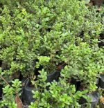Buxus Sinica Nonygra 17cm – Image 2