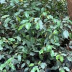 Ficus Benjamina Nonygra 1m