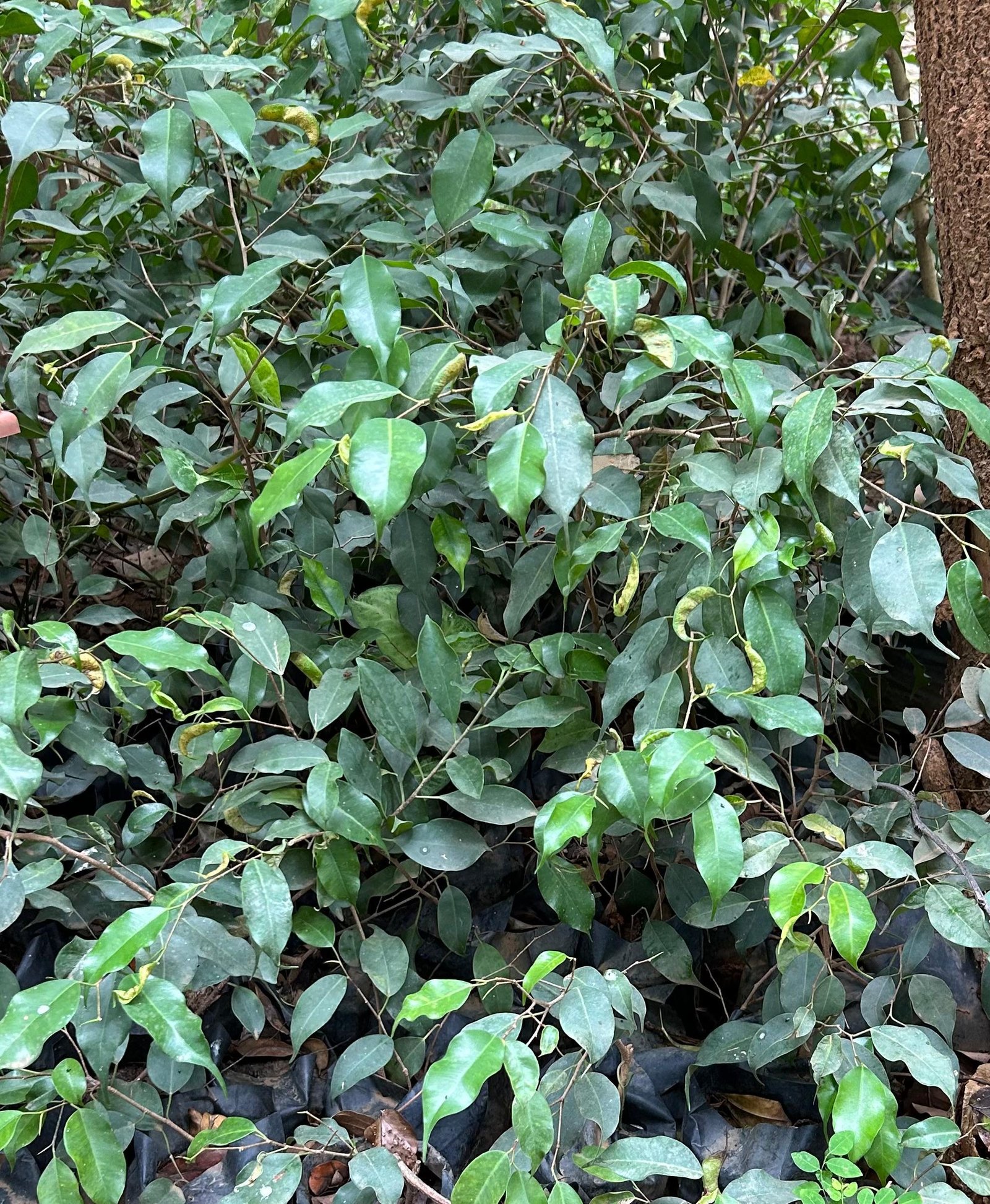 WhatsApp Image 2026-02-03 at 14.21.20 (2) Ficus Benjamina Nonygra 1m – Image 1