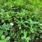 Coleus amboinicus Nonygra 30cm