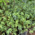 Pilea Cadierei Nonygra 20cm