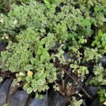 Plectranthus glabratus Nonygra 15cm