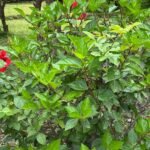 Hibiscus Nonygra 50cm