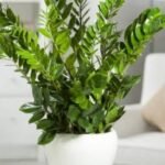 Zamioculcas zamiifolia Nonygra 19cm