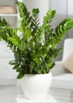 Zamioculcas zamiifolia Nonygra 19cm