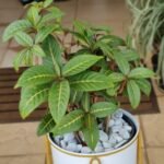 Sanchézia speciosa Nonygra 30cm