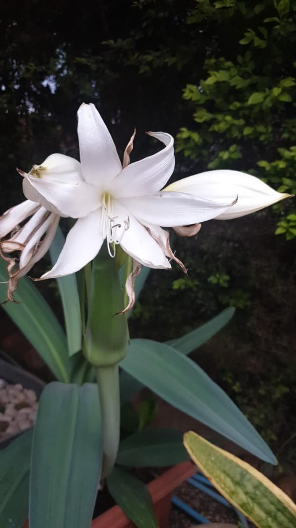 WhatsApp Image 2026-02-04 at 10.19.58 Amaryllis Belladonna Nonygra 50cm – Image 1