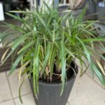 Dianella Ensifolia Nonygra 50cm