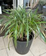 Dianella Ensifolia Nonygra 50cm