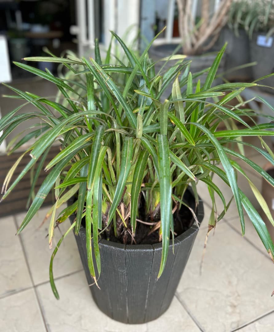 WhatsApp Image 2026-02-04 at 10.19.59 (1) Dianella Ensifolia Nonygra 50cm – Image 1