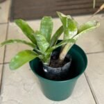 Bromélia Nonygra 20cm