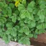 Pilea Depressa Nonygra 25cm