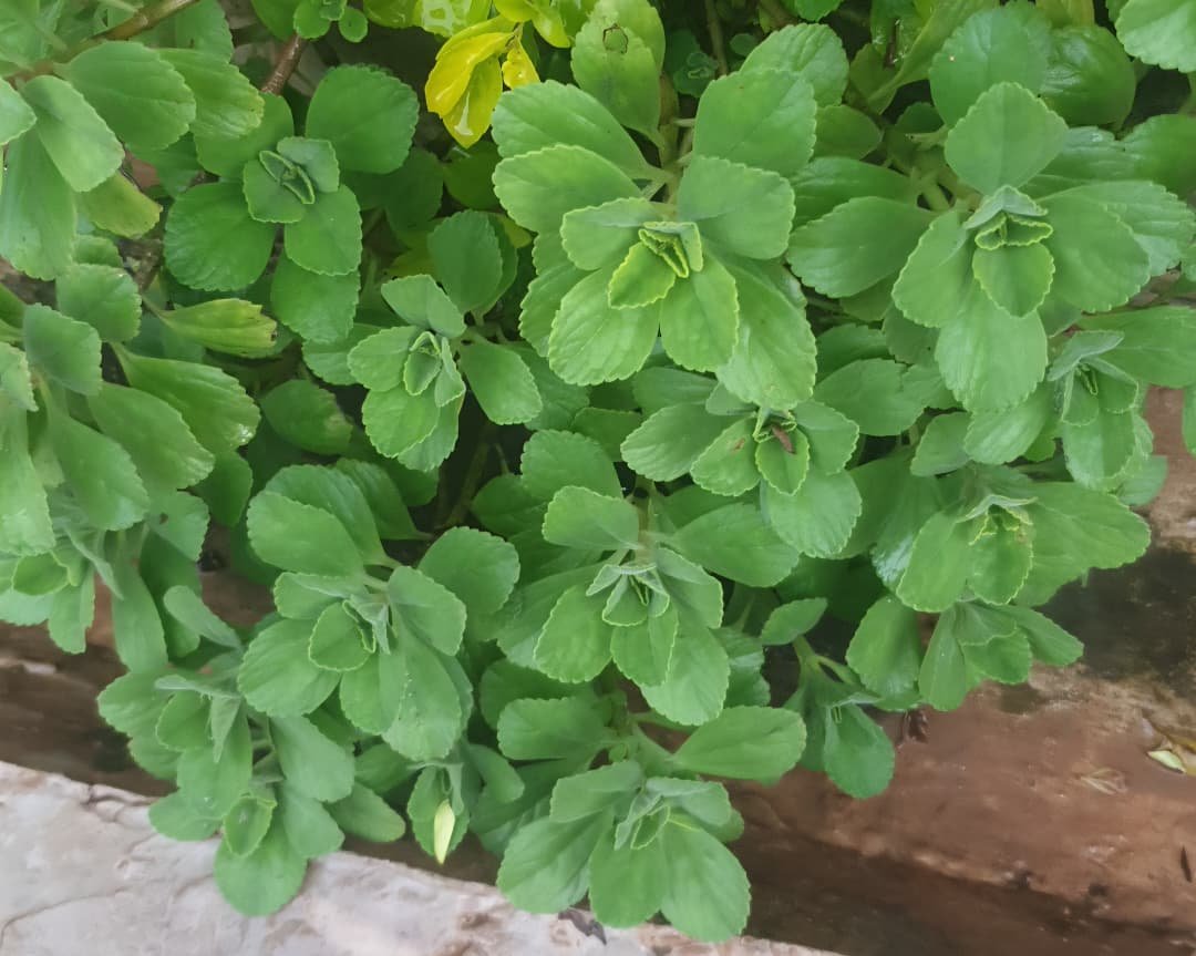 WhatsApp Image 2026-02-04 at 10.21.37 Pilea Depressa Nonygra 25cm – Image 1