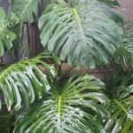 Monstera Deliciosa Nonygra 40cm