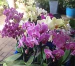 Phalaenopsis Amabilis Nonygra 15cm