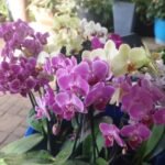 Phalaenopsis Amabilis Nonygra 15cm