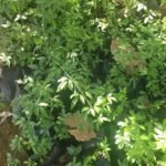 Jasmin Mesnyi Nonygra 40cm