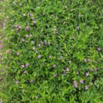 Cuphea Hyssopifolia 20cm