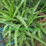 Aloe Arborescens Nonygra 30cm