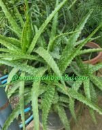 Aloe Arborescens Nonygra 30cm