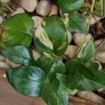 Scindapsus doré Nonygra 25cm