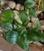 Scindapsus doré Nonygra 25cm