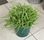 Pellaea Rotundifolia Nonygra 20cm