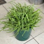 Pellaea Rotundifolia Nonygra 20cm