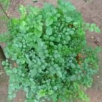 Tecoma Capensis Nonygra 25cm