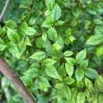 Bougainvillea Glabra Nonygra 30cm