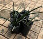 Sanseviera Cylindrica Nonygra 20cm