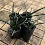 Sanseviera Cylindrica Nonygra 20cm