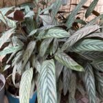 Stromanthe Thalia Nonygra 30cm