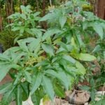 Pommier du Brésil Fruitier Nonygra 2m