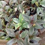 Graptophyllum Pictum 25cm